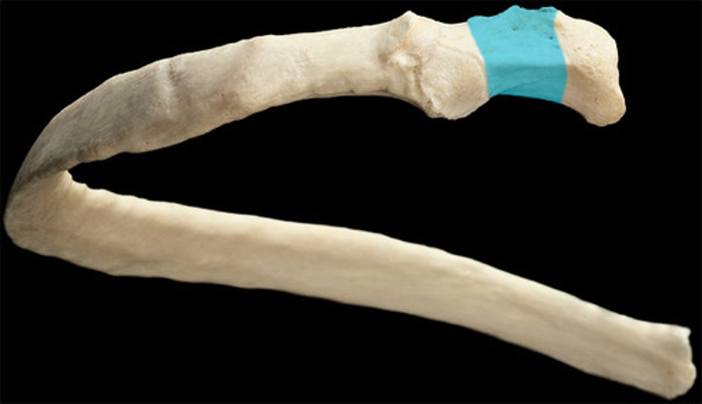 <p>lies between head and tubercle</p>