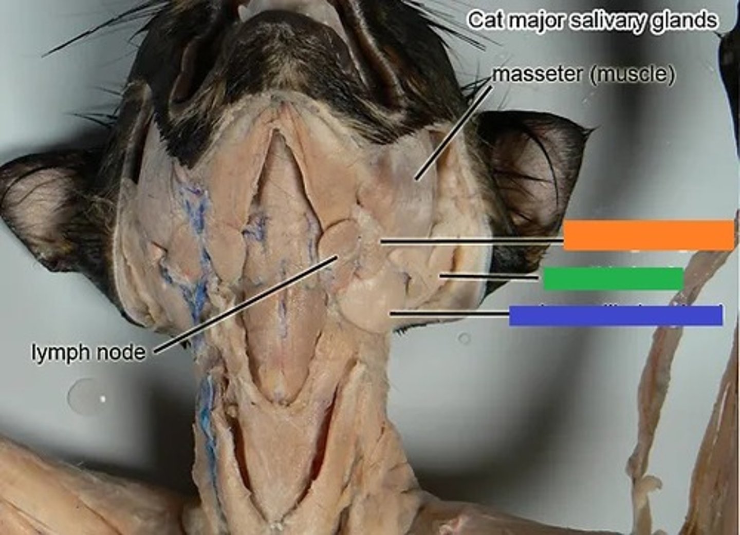 <p>identify blue box</p>