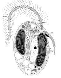 <p>Clade of protists </p><p>Characterized by two flagella: one long and hairy and one short and smooth </p><p>→ some are autotrophic - have chlorophylls a and b </p><p>→ contain carotenoid fucoxanthin </p><p>→ look yellowish</p>