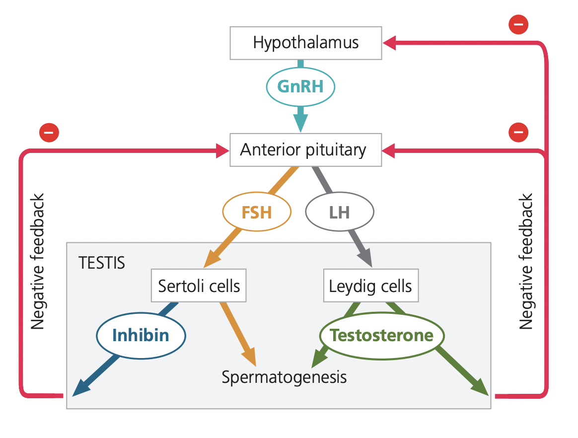 <p>through negative feedback </p>