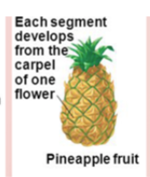 <p>Multiple fruit</p>