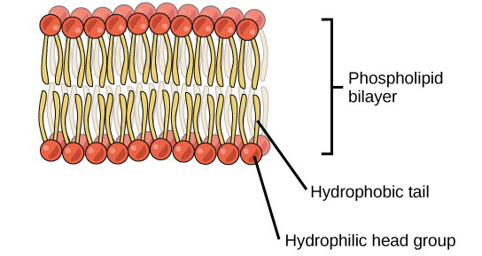 <p>Phospholipids combine to form a lipid bilayer; polar phosphate heads face water, while nonpolar fatty acid tails face inward, forming a hydrophobic core</p>