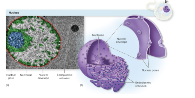 <p>where transcription happens </p><ul><li><p>nuclear envelope= nuclear membrane= double layer membrane made of 2 phospholipid bilayers.</p></li><li><p>endoplasmic reticulum= extensions of nuclear envelope; where proteins get made</p></li><li><p>nuclear pore= big, protein-based channel that is the primary gateway for transport</p></li><li><p>nucleolus= nonmembrane bound structure inside the nucleus—> produces and assembles rRNA and proteins </p></li></ul><p></p>