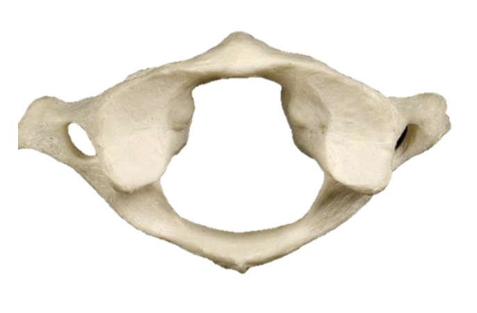 <p>What # Bone Is This?</p>