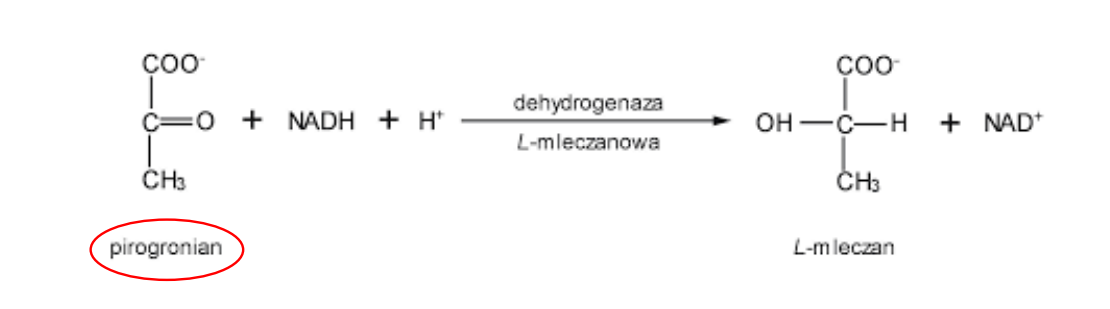 <p>pirogronian jest przekształcany do kwasu mlakowego przez <em>dehydrogenazę mleczanową, </em>jest to reakcja odwracalna </p><p>jednocześnie zachodzi odtworzenie NAD+ przez jego utlenienie </p>