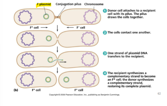 <p>Plasmid transfers from donor to recipient </p><p>Cells are the opposite mating type </p><p>Donor ( F+) carries plasmid and recipient (F-) does not </p><p>** the recipient will always be the one that doesn’t carry the plasmid </p><p></p>