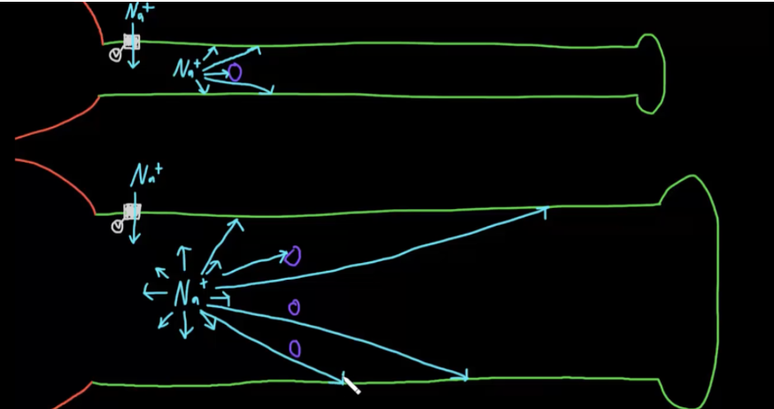 <p><span>Small vs large diameter axon</span></p>
