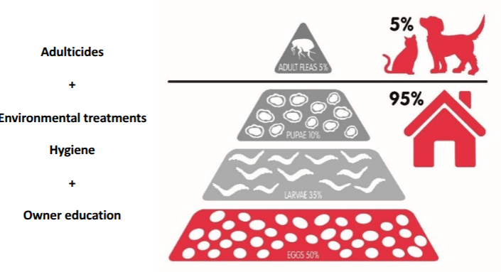<p>adulticides </p><ul><li><p>isoxazolines</p></li><li><p>phenylopyrazole, fipronil spot-on or spray&nbsp;</p></li><li><p>neonicotinoid, imidacloprid spot-on</p></li><li><p>other - nitenpyram tablets, flumethrin/imidacloprid collars</p></li></ul><p></p><p>enviromental treatments</p><ul><li><p>kills eggs and larvae - insect growth regulators - chitin synthetase inhibitors - inhibits egg hatch and proper moulting, juvenile hormone analogues - prevents moulting/pupation e.g methropene&nbsp;</p></li><li><p>kills larvae and adults - insecticides - synthetic pyrethroids e.g permethrin - toxic to cats, low efficacy, present in some flea sprays&nbsp;</p></li></ul><p></p>