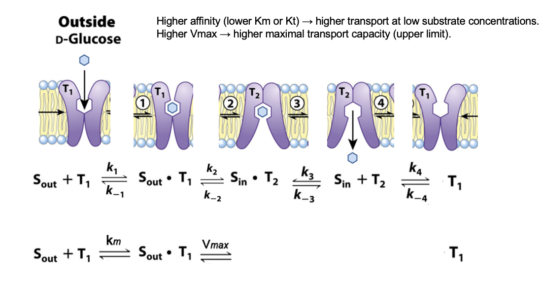 <ul><li><p>glucose binds to T1 </p></li><li><p>binding lowers the activation energy for T1 → T2 transition</p><ul><li><p>the transporter flips its conformation</p></li></ul></li><li><p>in T2, glucose is released into the cytoplasm</p></li><li><p>release allows the transporter to return to the T1 conformation</p></li></ul><p></p>