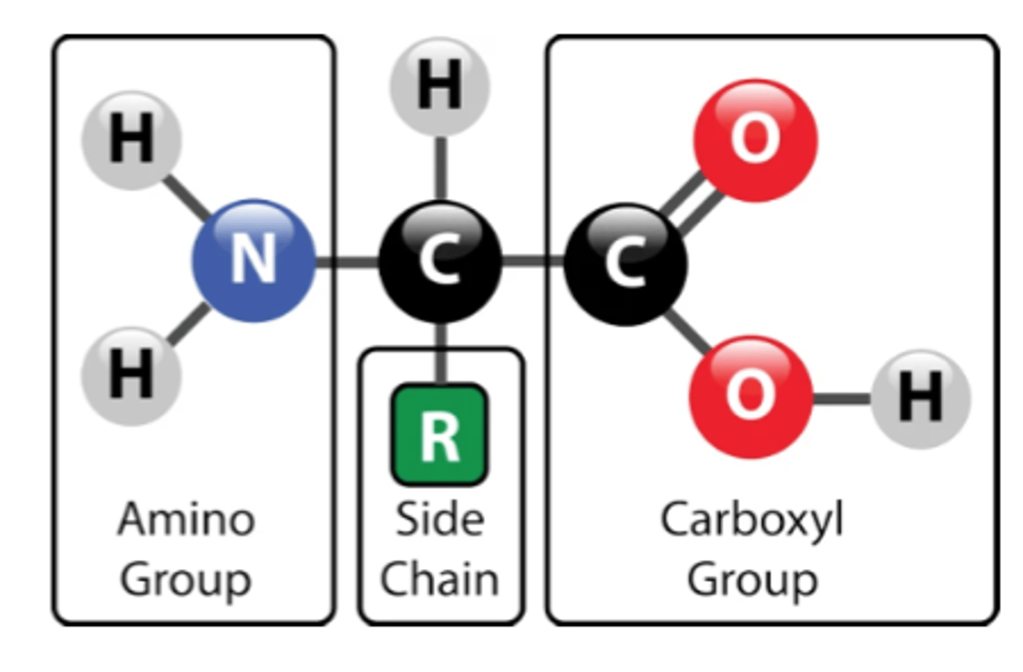 <p>portion shown in green in the picture; some atom or molecule that is attached to the central carbon of the amino acid; give the amino acid its unique properties</p>