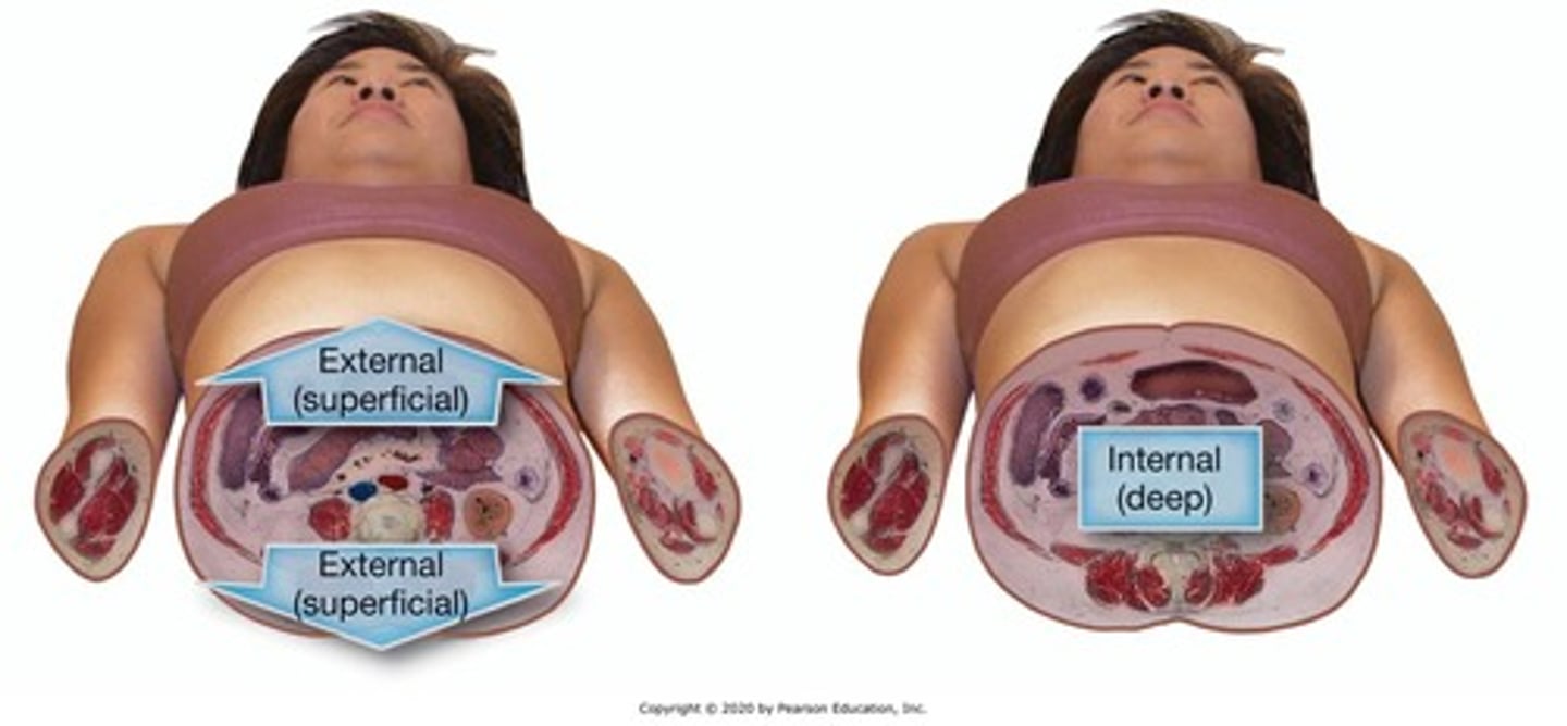 <p>Moving away from the trunk of the body toward the fingers or toes.</p>