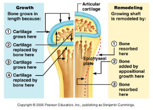 causes bones to grow larger in diameter (bones increase in diameter from birth through adulthood and can continue into adulthood when stressed by weight-bearing activities and muscle activity)