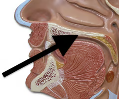<p>formed by bony hard palate + soft palate </p>