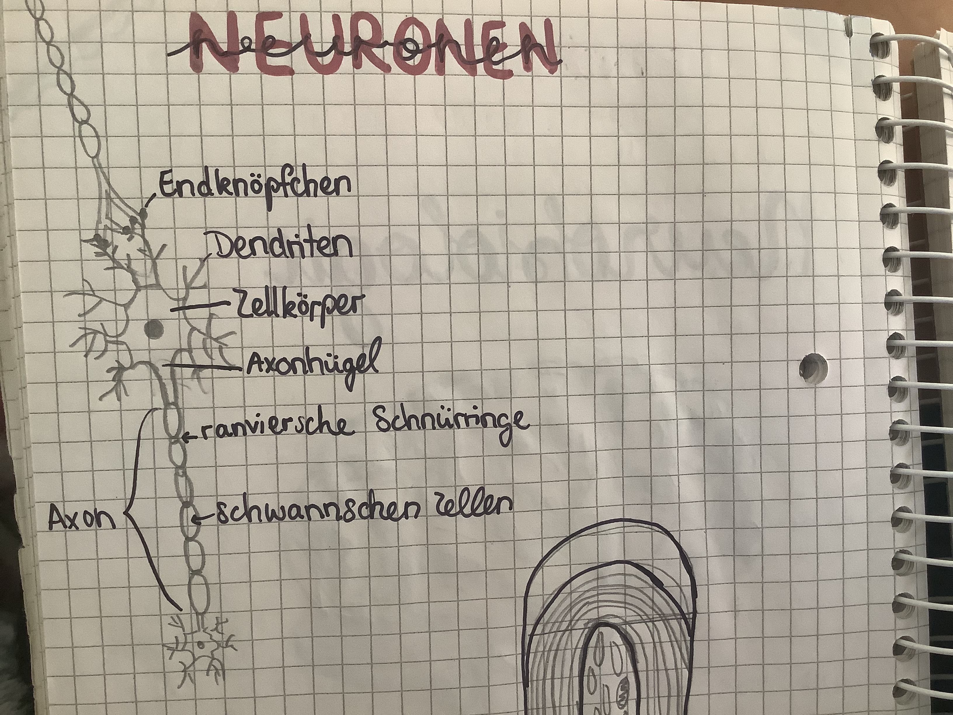 knowt flashcard image