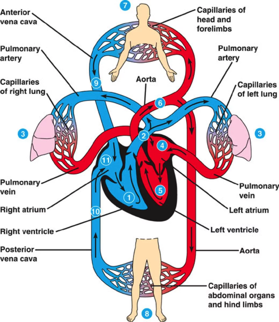 <p>Heart and blood vessels.</p>