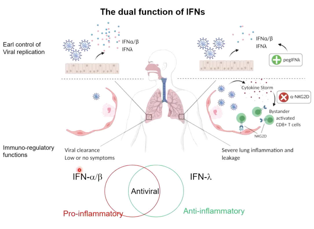<ul><li><p><strong>Type I (IFN-α, IFN-β):</strong> Antiviral but <strong>pro-inflammatory</strong> → can worsen disease (e.g., harmful in COVID-19).</p></li><li><p><strong>Type III (IFN-λ):</strong> Antiviral but <strong>anti-inflammatory</strong> → protective, shown effective in clinical trials for COVID-19.</p></li><li><p><strong>Key Point:</strong> Not in textbooks yet — new evidence shows IFN-λ is safer and beneficial, unlike IFN-β.</p></li></ul><p></p>