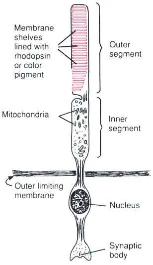 cells on outside of retina that see bright and dark