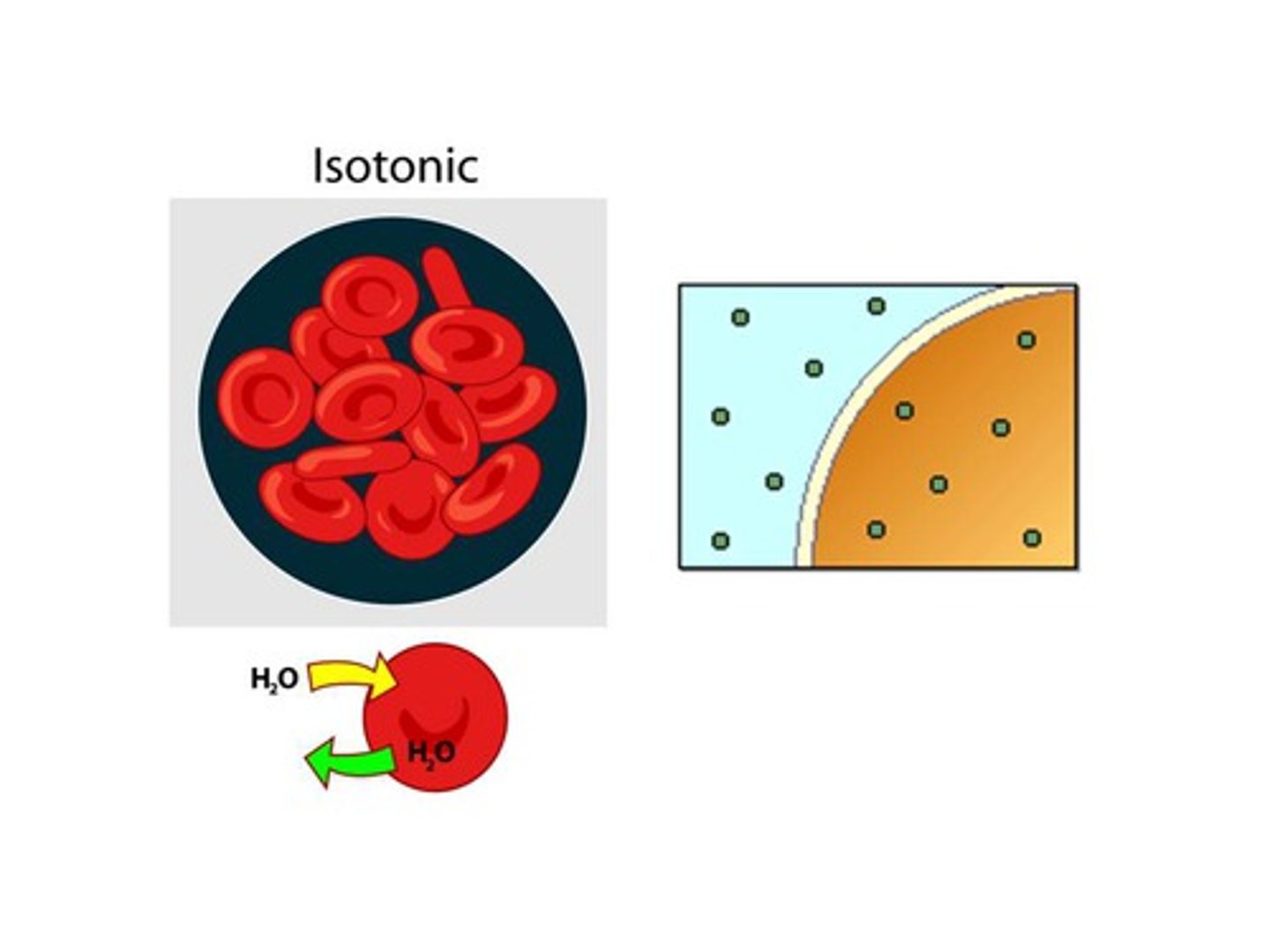 <p>describes a solution whose solute concentration is equal to the solute concentration inside a cell.</p>