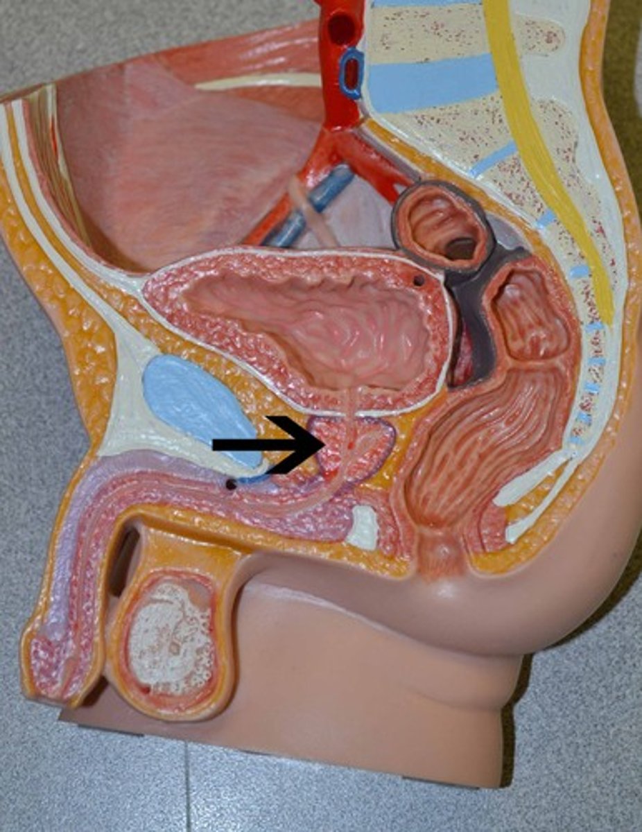<p>heart shaped organ that surround the urethra, two lateral lobes palpable during rectal exam</p>
