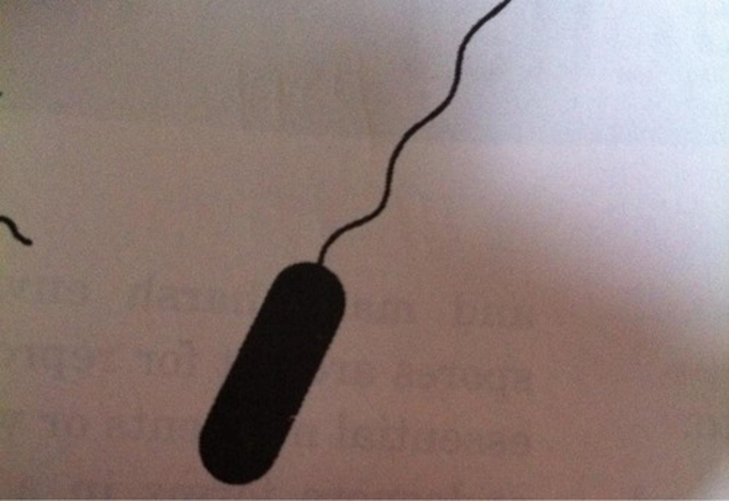 <p>one flagellum</p>