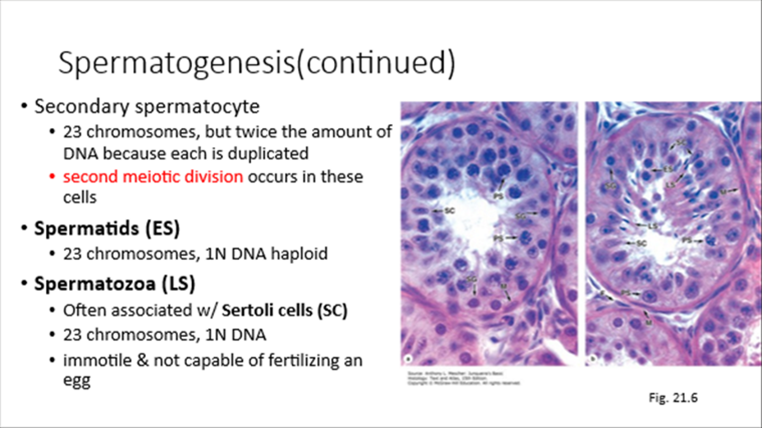 <p>Associated with Sertoli Cells, 23 chromosomes, 1N DNA</p><p>Not fertilization-capable until cap removal and flagella activation</p>