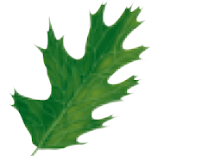 <p>dicot leaf vein assortment</p>