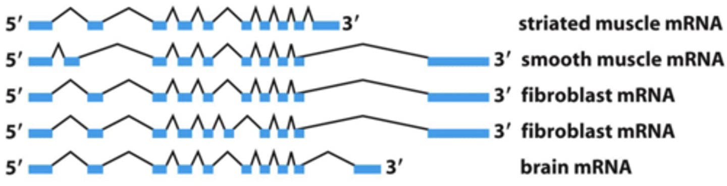 <p>one RNA may encode several proteins. </p><p>- alternative splicing allows different proteins (like a family of proteins) to be expressed from the same gene, depending on cell type</p>