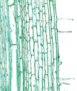 <ul><li><p>are trichomes located on root tips, near the growing meristem region</p></li><li><p>allows the plant to absorb more water and nutrients </p></li></ul><p></p>