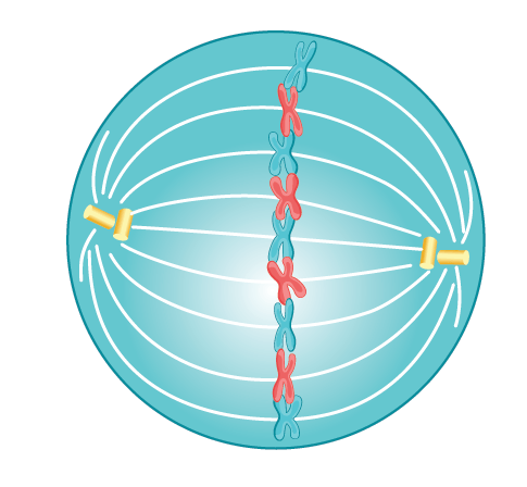 <p>Metaphase (Mitosis)</p>