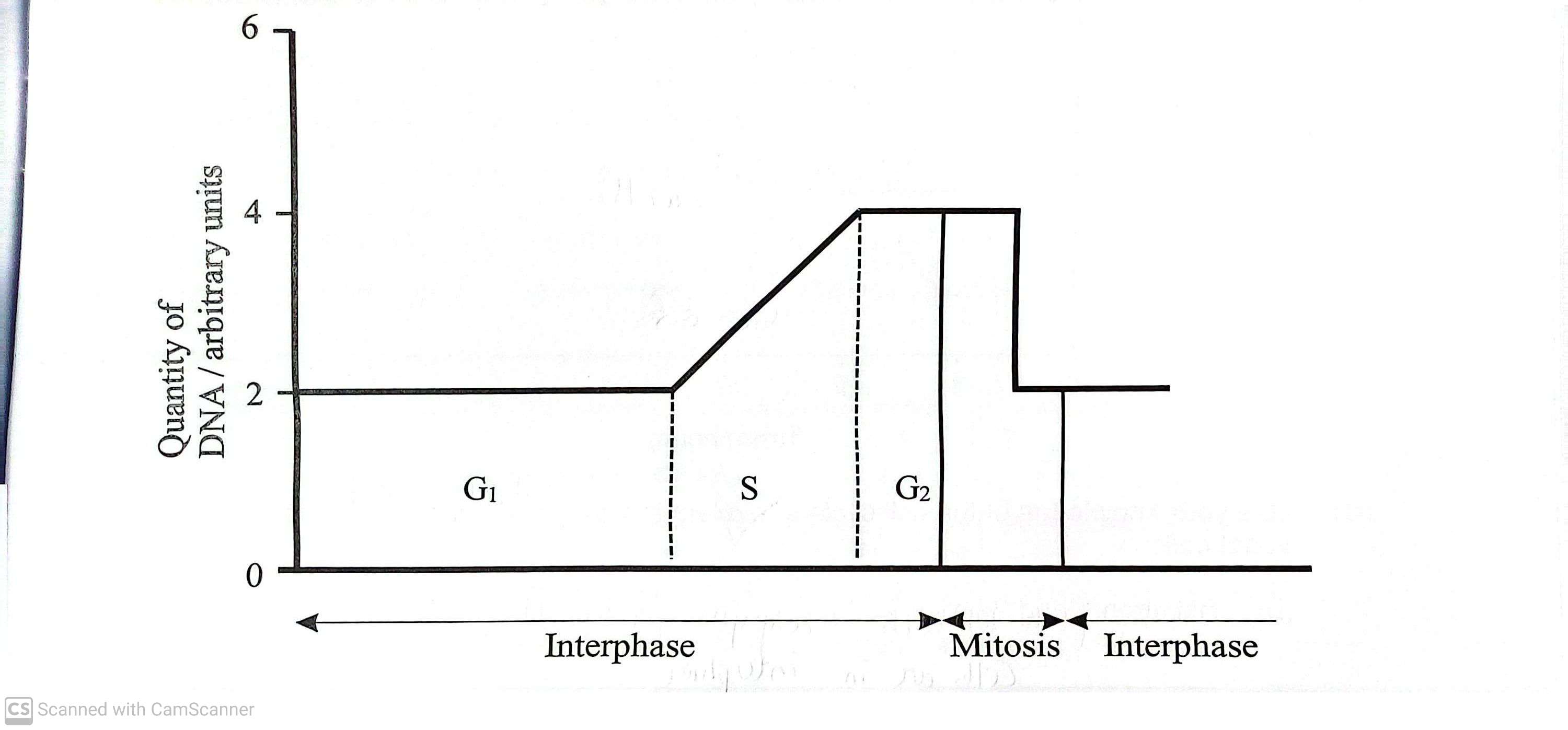 <p>The graph below shows how the quantity of DNA, measured in arbitrary units, varies with time during different phases of the cell cycle in an animal cell </p><p class="has-focus">Interphase is made of two growth phases, G<sub>1 </sub>and G<sub>2</sub> separated by an intermediate phase,S </p><p class="has-focus">Explain what is happening within the cell during phase S (2) </p>