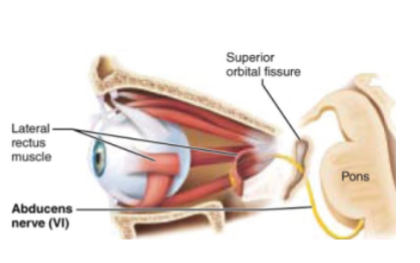 <p>Motor nerve of eye movement</p>
