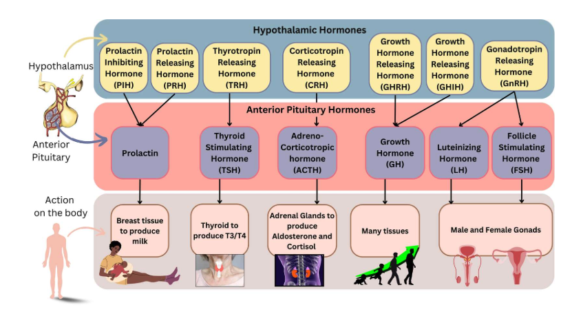 <p><span>The anterior pituitary is a key endocrine gland that controls several critical bodily functions by releasing hormones into the bloodstream. It produces hormones such as growth hormone (GH), thyroid-stimulating hormone (TSH), adrenocorticotropic hormone (ACTH), and gonadotropins (LH and FSH), which regulate growth, metabolism, stress response, and reproductive functions, respectively. The release of these hormones is regulated by the hypothalamus through the specific releasing and inhibiting hormones. Overall, the anterior pituitary plays a central role in maintaining homeostasis by coordinating various physiological processes. &nbsp;This chart shows where the different hormone are released from, what it affects on the anterior pituitary, and then how it affects the body. &nbsp;Please review it carefully. &nbsp;</span></p>