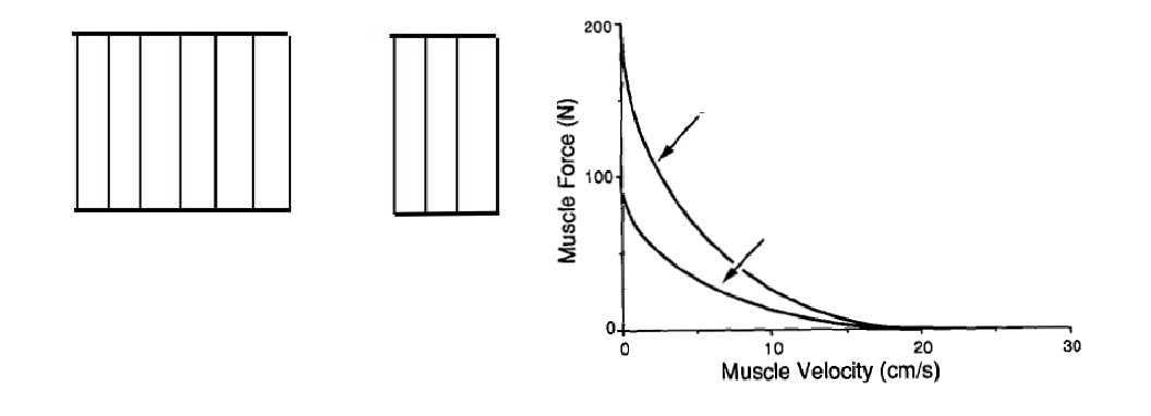 Force-Velocity