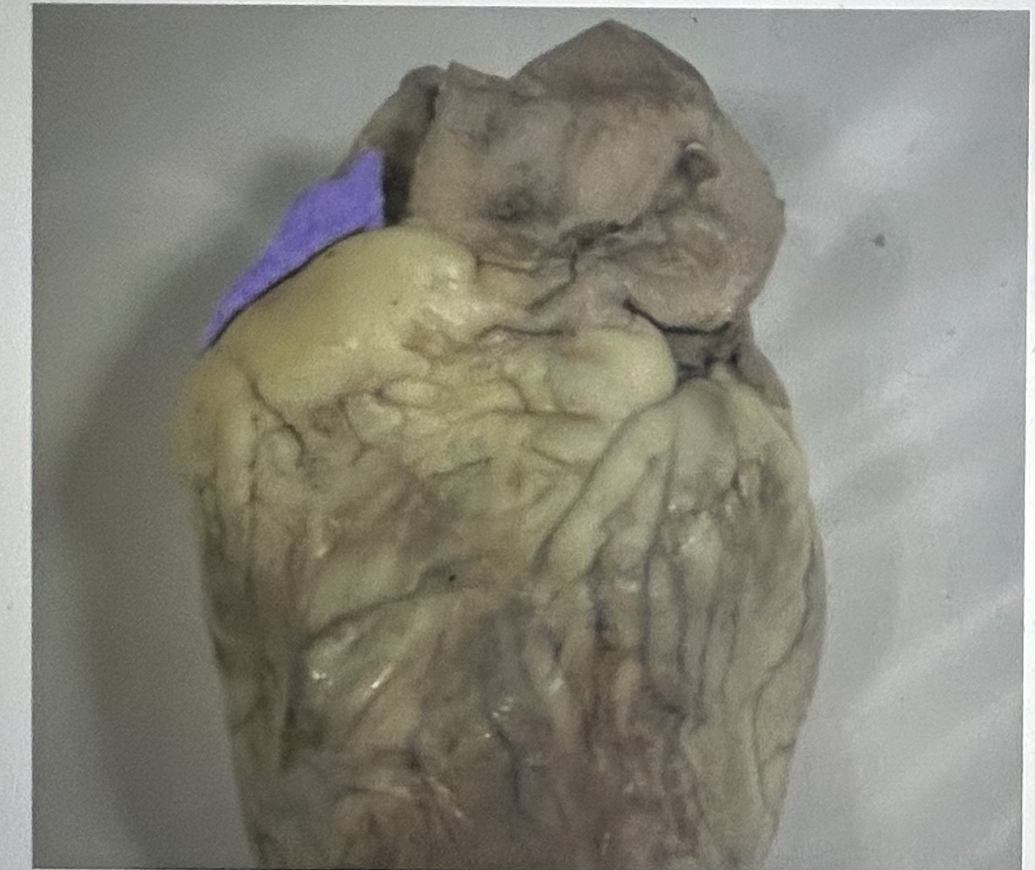 Identify the highlighted sheep heart structure (anterior view) 
