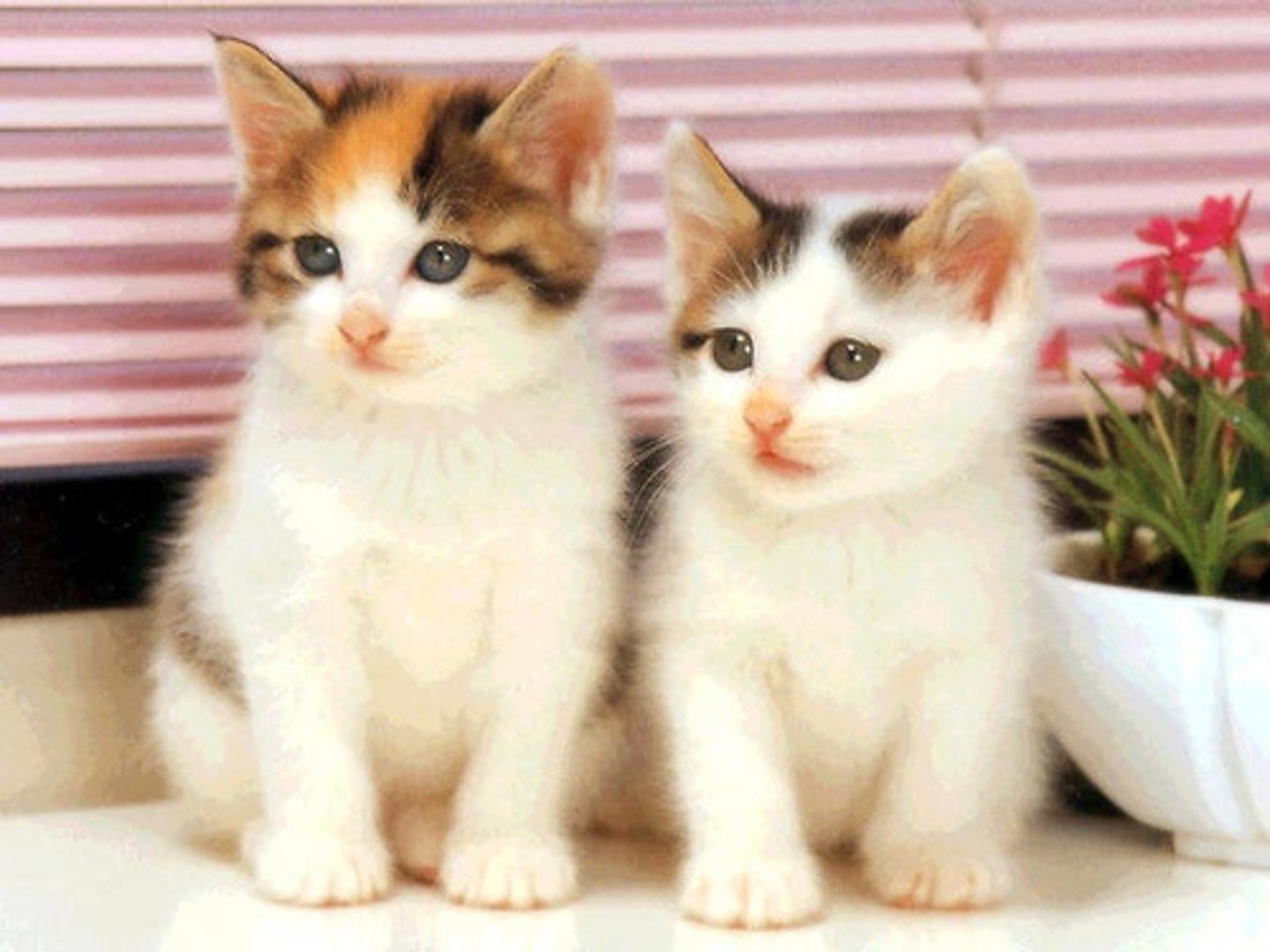 <p>2 cats</p>
