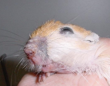 <p>A Staph infection in gerbils is also called what?</p>