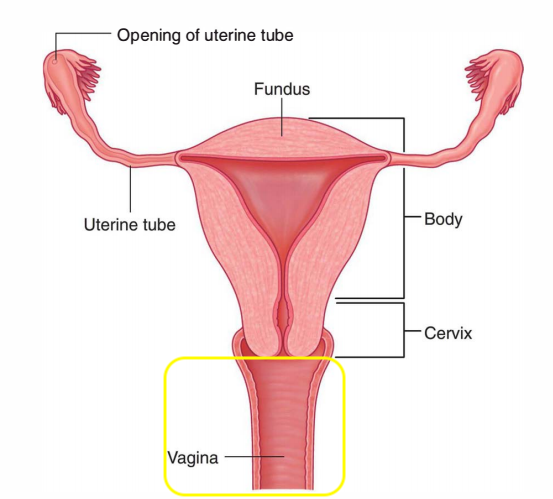 the lower portion of the birth canal
vaginal cavity communicates with cervical canal above through the external os and the vestibule below through vaginal orifice