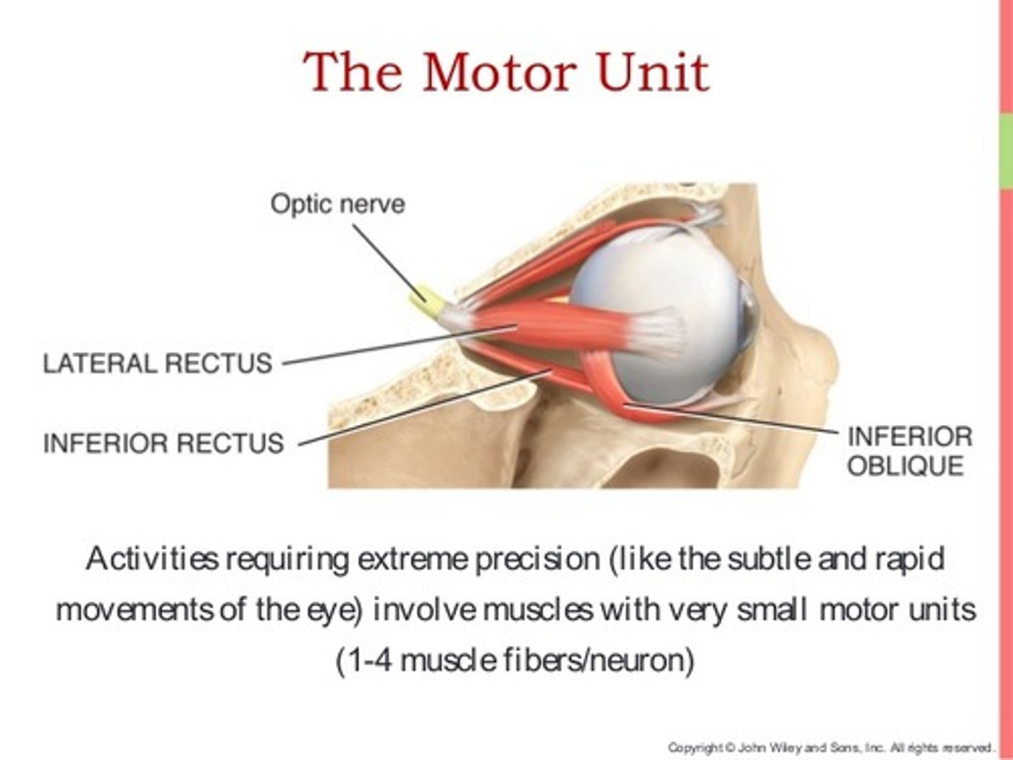 <p>False. An area that needs very fine movements, like the fingers or eyes, will have smaller motor units.</p><p>Smaller motor units allow for more precise control.</p>
