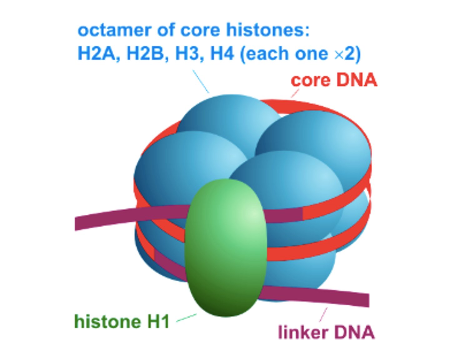 <p>Form polymer in which chromatin wraps around, creating the nucleosome. H2A-H2B and H3-H4 associate with each other, creating the polymer disc</p>