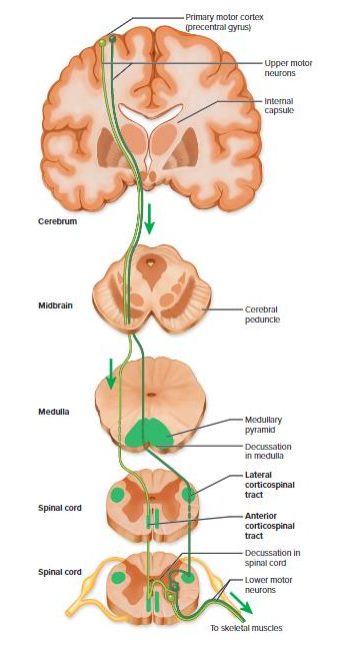 <p>- e.g via the Lateral and Anterior Corticospinal Tract (voluntary movement of limbs)</p><p>.</p><p>- starts in pre-central gyrus (primary motor area)</p><p>- descend through midbrain</p><p>- cross at one point or the other, either at the midbrain or at thre level of the spinal cord then its going to reach the muscle on the other side</p><p>- left brain controls right side</p>