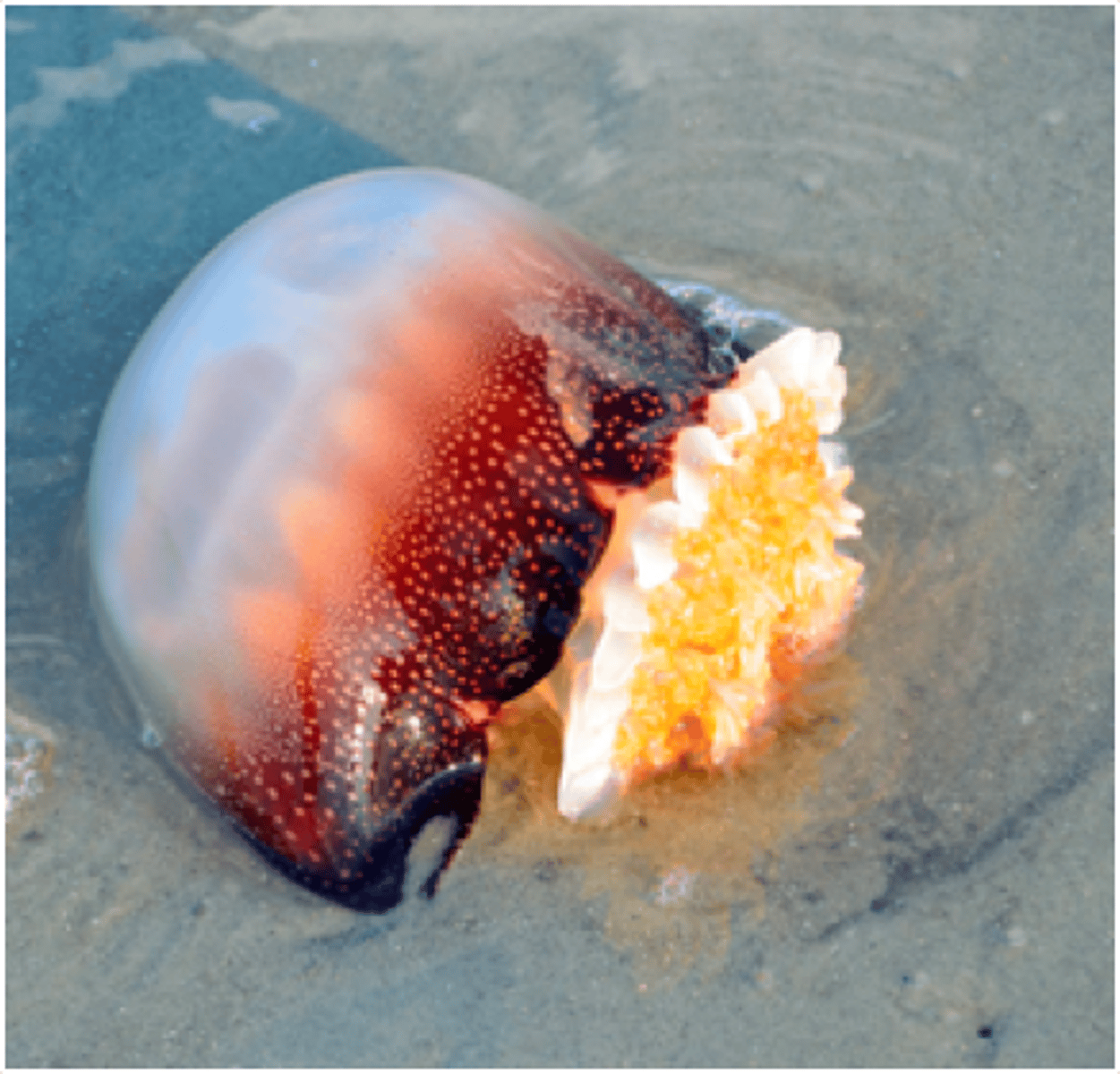 <p>Phylum: Cnidaria</p><p>Class: Scyphozoa</p><p>Common Name: cannonball jellyfish</p>