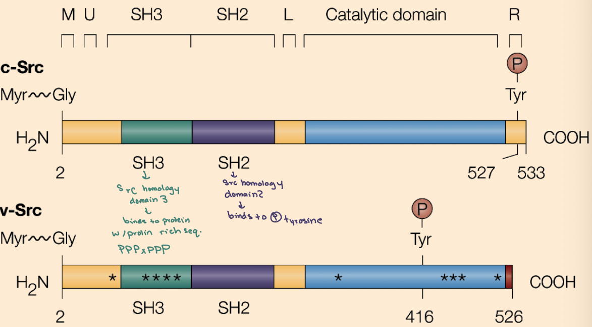 <ul><li><p>SH2 (binds phospho-tyrosine), </p></li><li><p>SH3 (binds proline-rich sequences), </p></li><li><p>Kinase domain (phosphorylates tyrosines),</p></li><li><p>Myristoylation site (membrane anchoring).</p></li></ul><p></p>