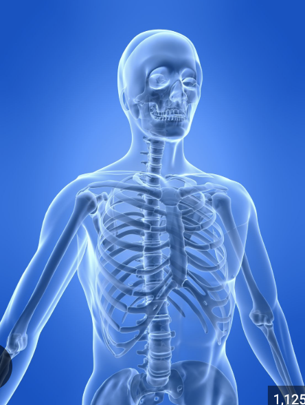 <p>The skeleton forms the structural framework of the body. It supports body weight and maintains posture, allowing the body to stand upright.</p>