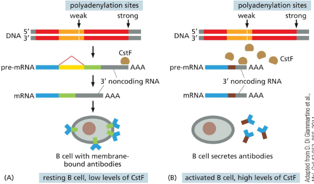 <p>C-terminus</p><p>When the level of Cleavage stimulation factor (CstF) is low, it skips the first weak polyadenylation signal to produce a longer transcript. </p><p>A longer string of hydrophobic amino acids is retained as the membrane-bound domain.</p><p>When activated to produce antibodies, CstF level increases to cleavage the weak site</p>