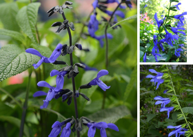 -rough flowers near base