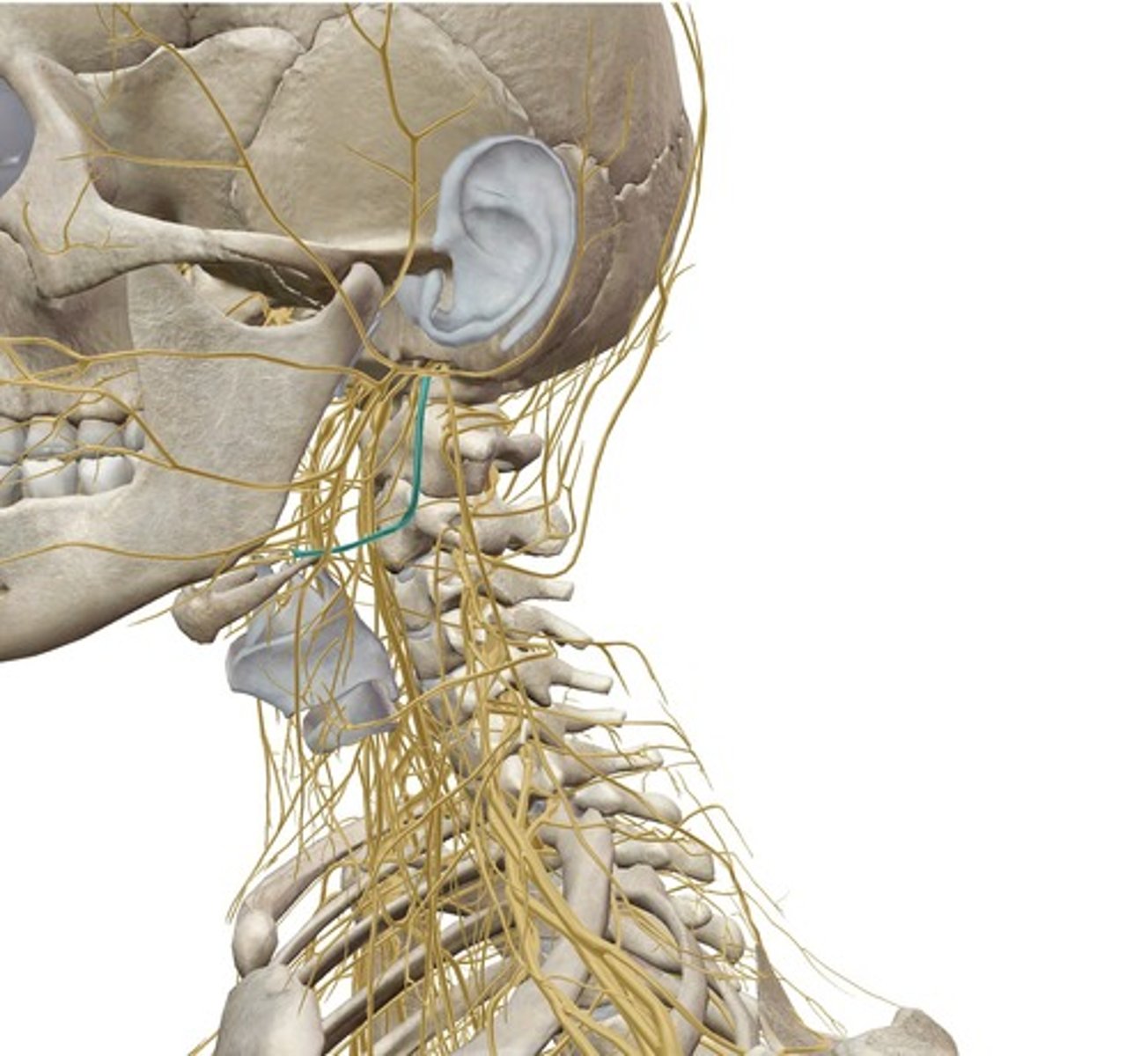 <p><em>identify the structure:</em></p>