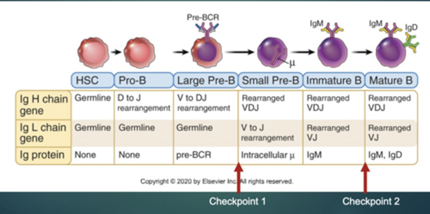 <p>Checkpoint 1: make a functional heavy chain to make a pre-BCR</p><p>Checkpoint 2: make a functional light chain and bind it to the heavy chain to make a BCR</p>