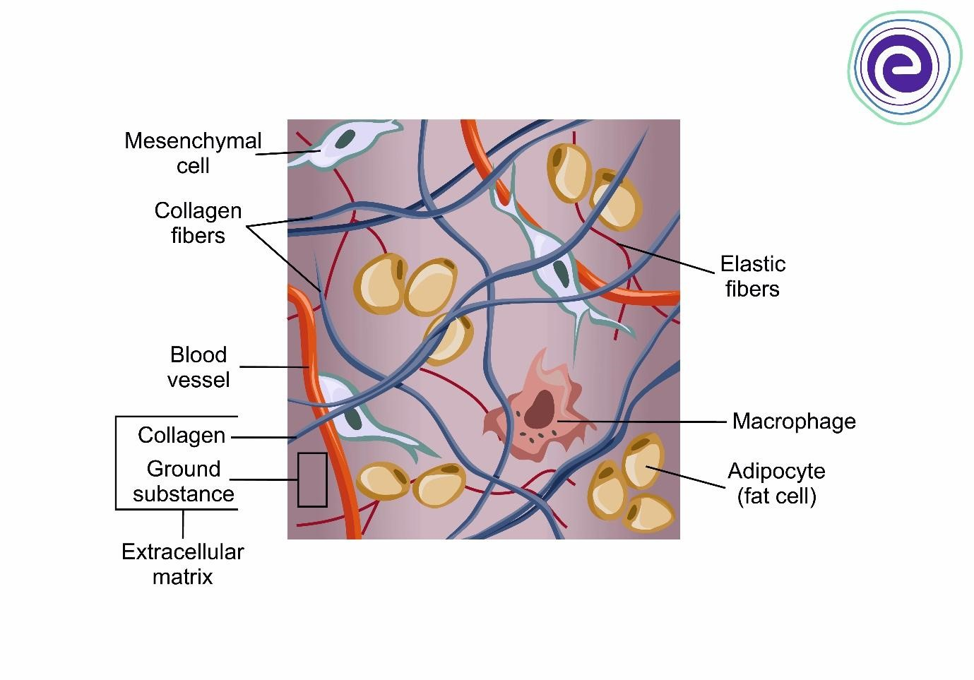 <p>What is connective tissue made up of?</p>