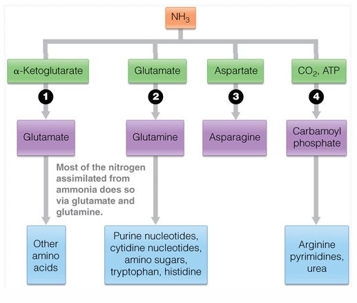 <ol><li><p>glutamate </p></li><li><p>glutamine</p></li><li><p>asparganine</p></li><li><p>carbamoyl phosphate </p></li></ol><p></p>