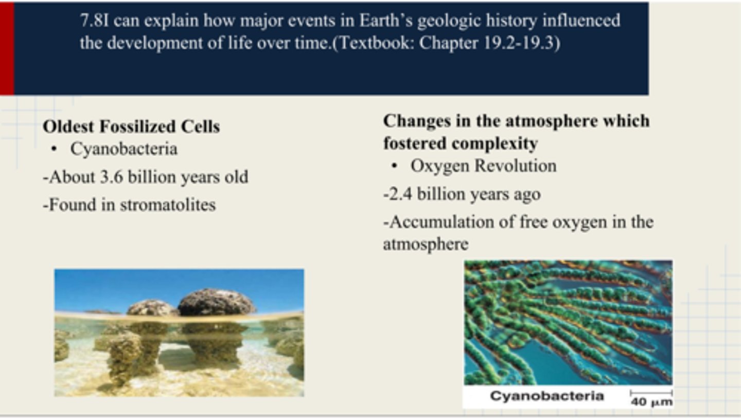<p>· For there to be fossilized bacterial remains, life had to have been around long before that bacterium</p><p>- Indicates that life began much earlier</p><p>- Life creates life</p>